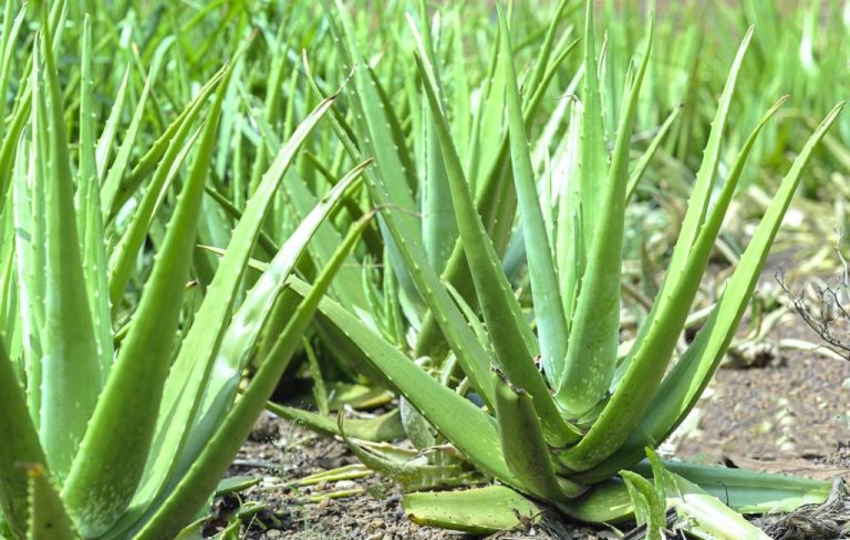 aloe vera