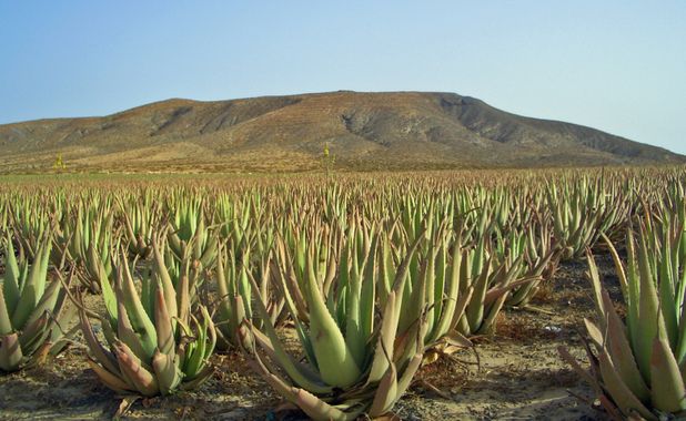 flore et faune ile fuerteventura 001 (champ aloes, aloe vera, fuerteventura)