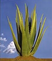 xaloe vera plant flp.jpg.pagespeed.ic.rz7v 5p7jg