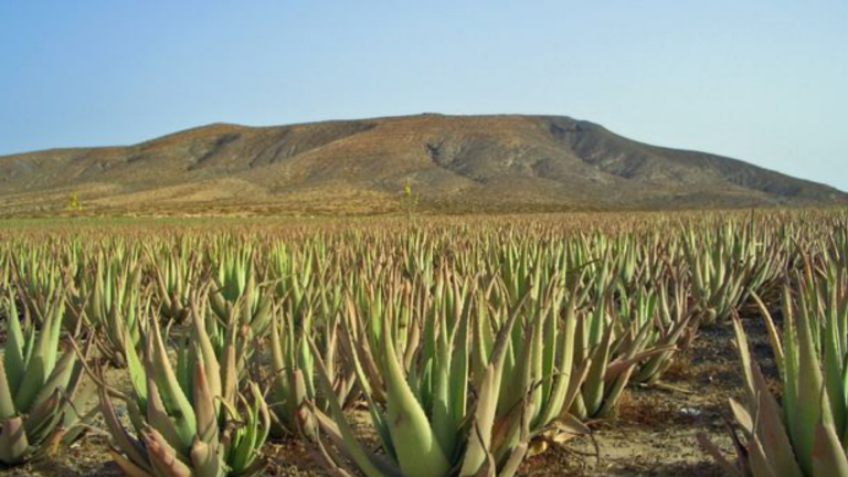 champs aloe