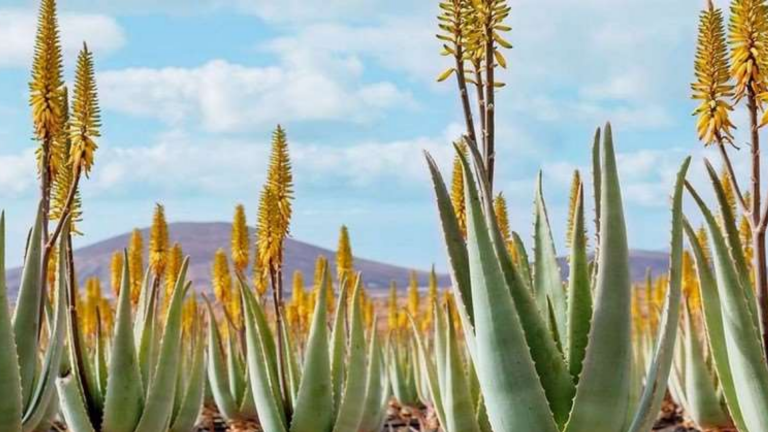 champs aloe fleur