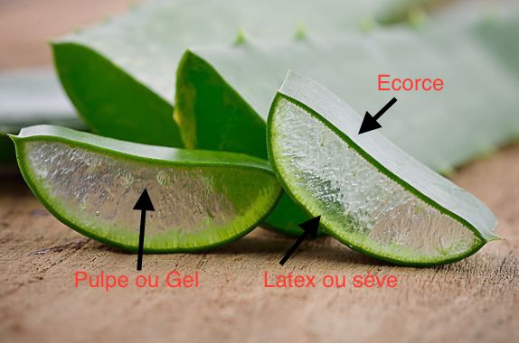 coupe aloe 2 1