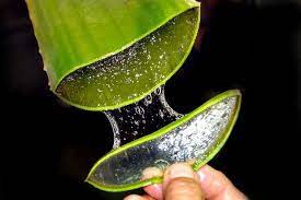 aloe vera barbadensis