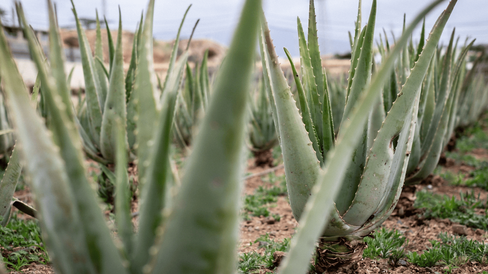 helene forever living aloe vera 1