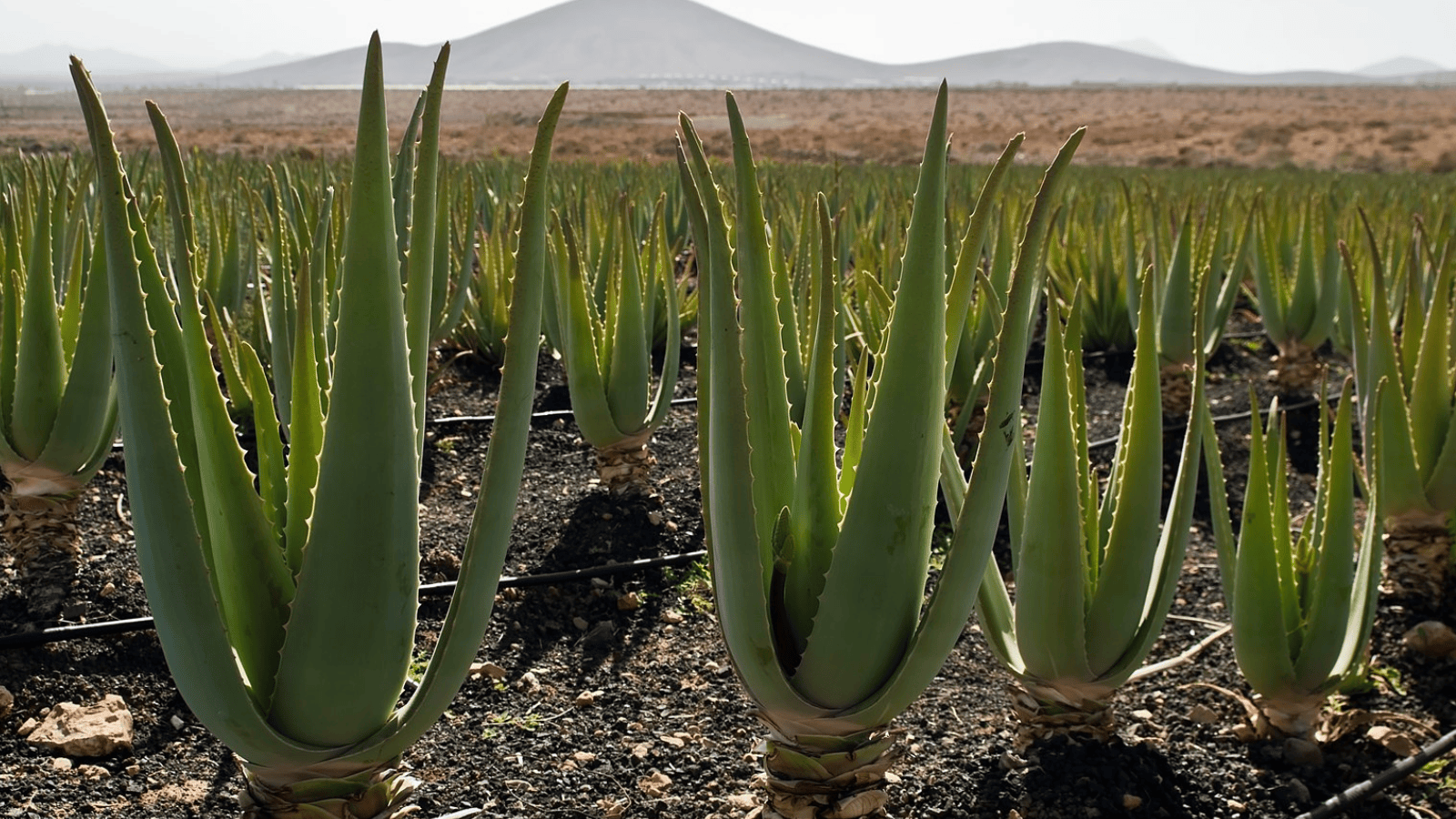 helene forever living aloe vera 2